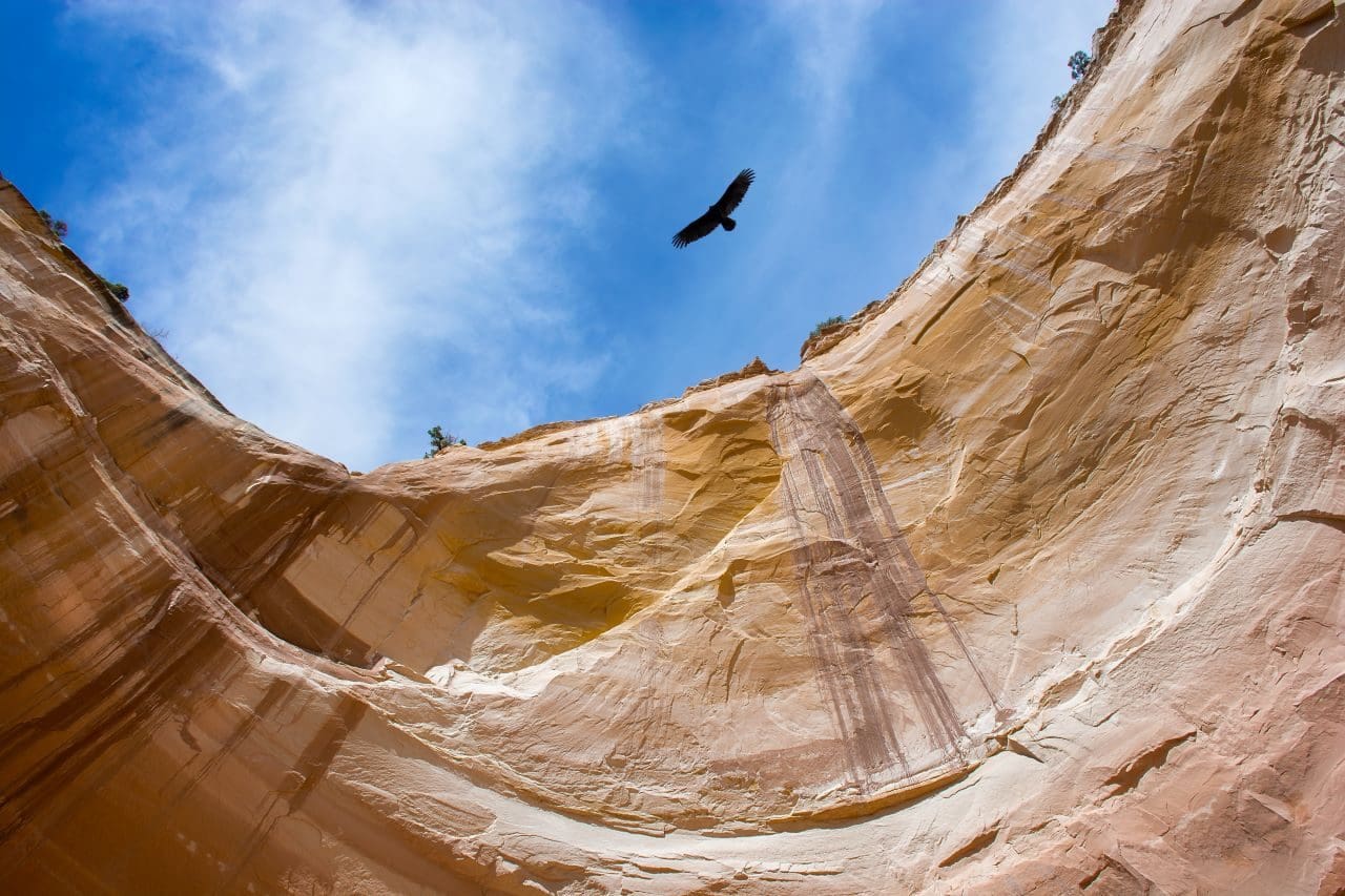 Eagle soaring above canyon under blue sky.
